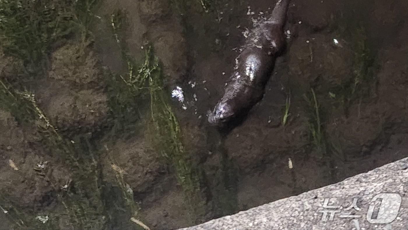 진주 샛강에서 목격된 수달(임기향 의원 제공. 재판매 및 DB금지).