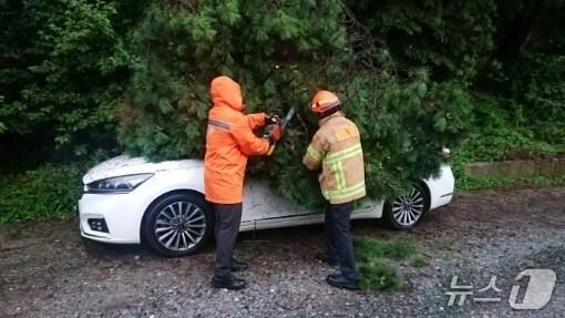 본문 이미지 - 대전과 충남 전역에 호우특보가 발효된 16일 오후 7시14분께 대전 대덕구 평촌동에서 나무가 쓰러져 차량을 덮쳤다.(대전소방본부 제공) /뉴스1