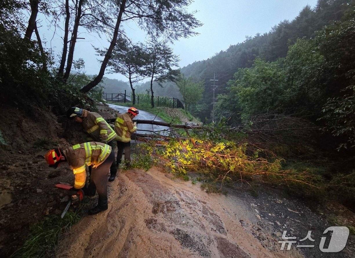본문 이미지 - 강원 원주 신림면 도로 나무 전도 현장.(강원도소방본부 제공, 재판매 및 DB금지) 