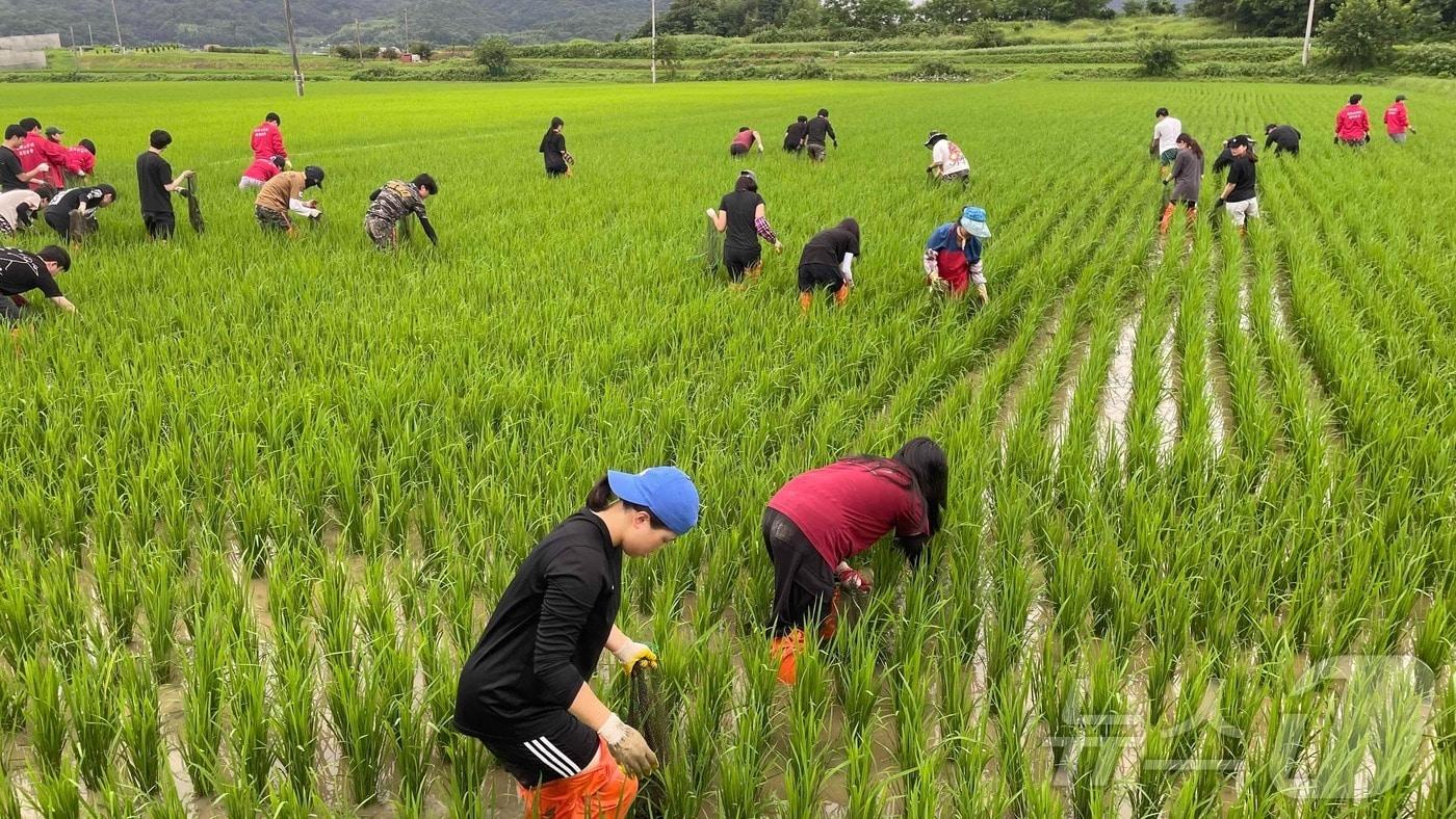 왕우렁이 수거작업.(전남도 제공, 재배포 및 DB 금지) /뉴스1