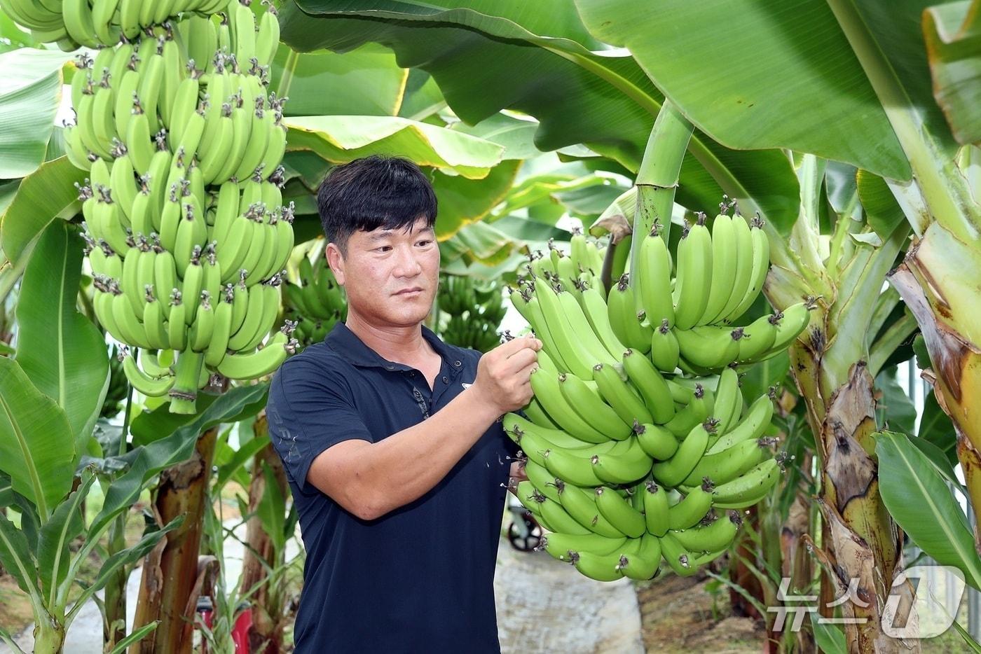 전북 정읍시 정우면 농민 박정현씨가 직접 재배한 바나나를 소개하고 있다.&#40;정읍시 제공. 재판매 및 DB금지&#41;/뉴스1  