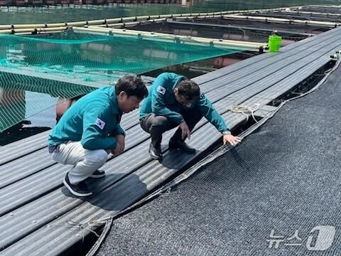 본문 이미지 - 해상 가두리양식장을 살펴보는 관계자들.&#40;통영시 제공. 재판매 및 DB금지&#41;