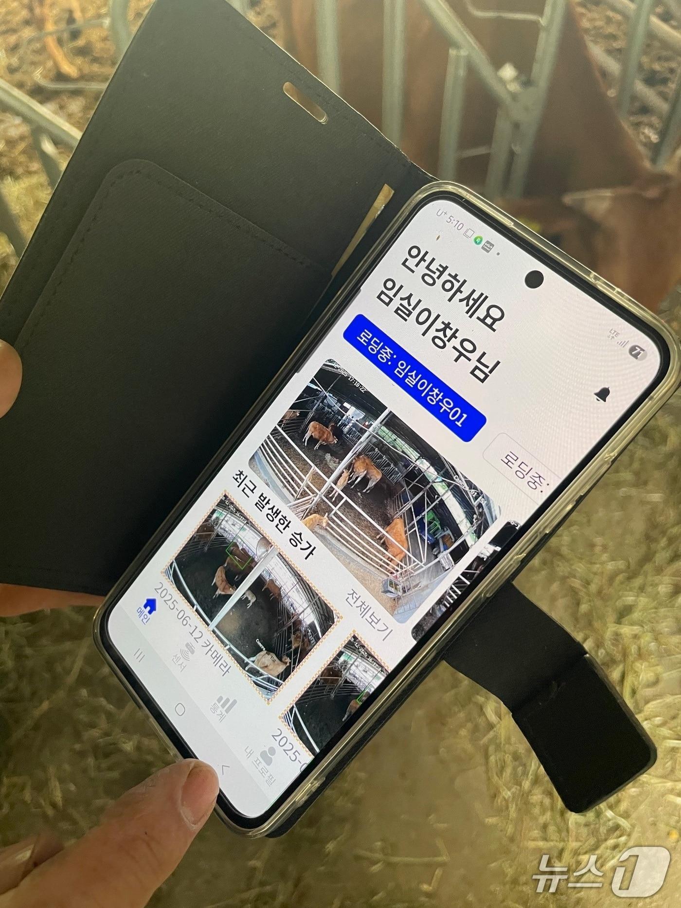 본문 이미지 - 전북임실군 농업기술센터가 영상 기반 인공지능&#40;AI&#41; 기술을 활용한 한우 스마트팜 번식관리시스템 보급 시범 사업을 추진한다.&#40;임실군제공. 재판매 및 DB금지&#41;2025.7.17/뉴스1