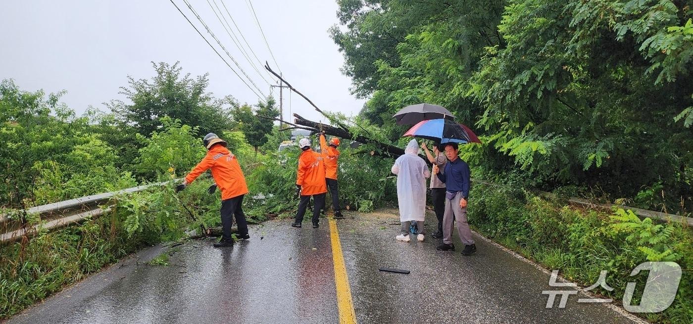  17일 오전 단양군 어상천면 석교리의 한 도로에서 도로를 덮친 나무.&#40;단양군 제공. 재판매 및 DB금지&#41;/뉴스1  