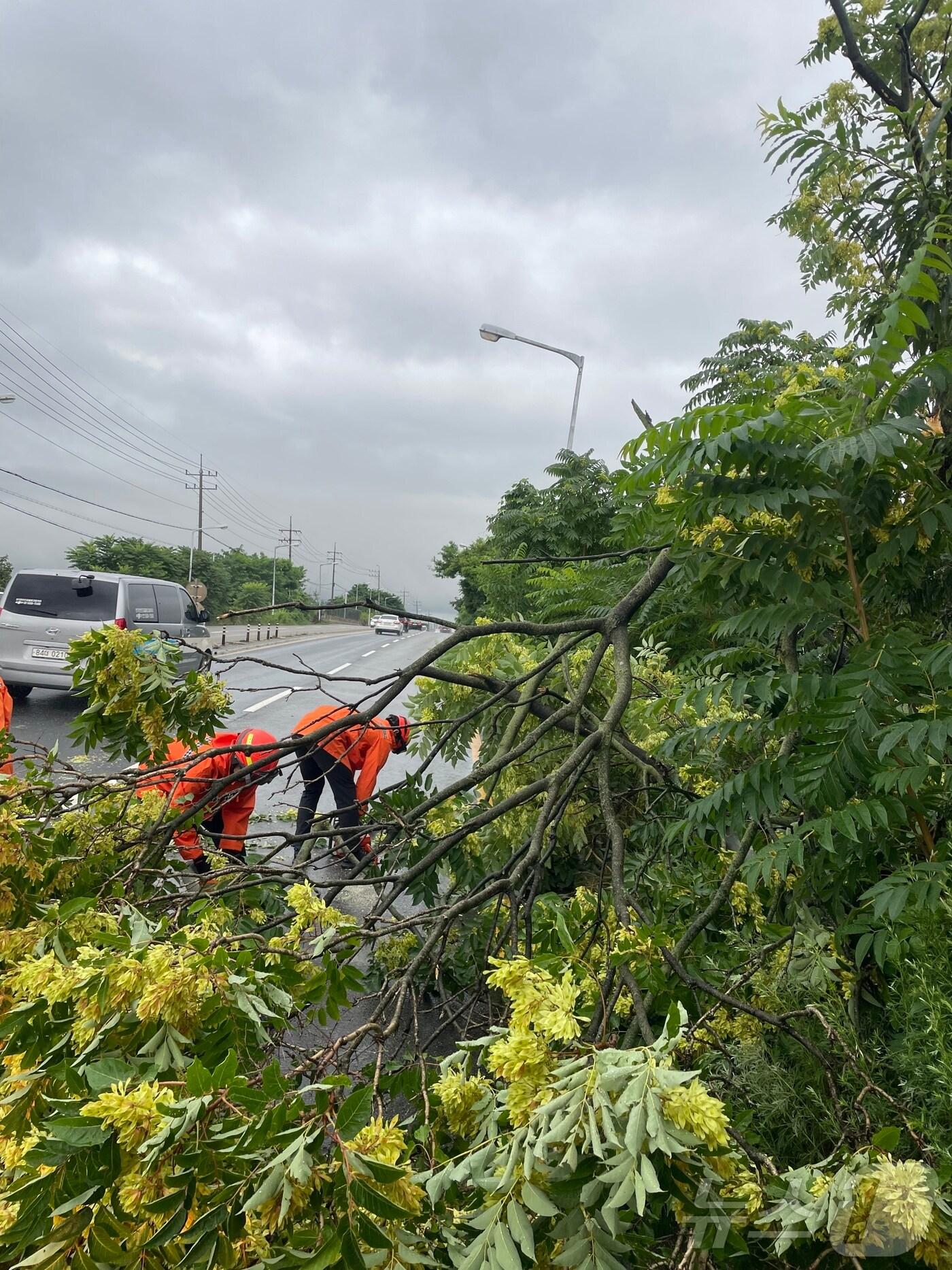 본문 이미지 - 17일 오전 11시 13분께 전북 전주시 덕진구 한 도로에 나무가 쓰러져 소방대원들이 안전조치를 하고 있다.&#40;전북소방 제공. 재판매 및 DB금지&#41; ⓒ News1 장수인 기자