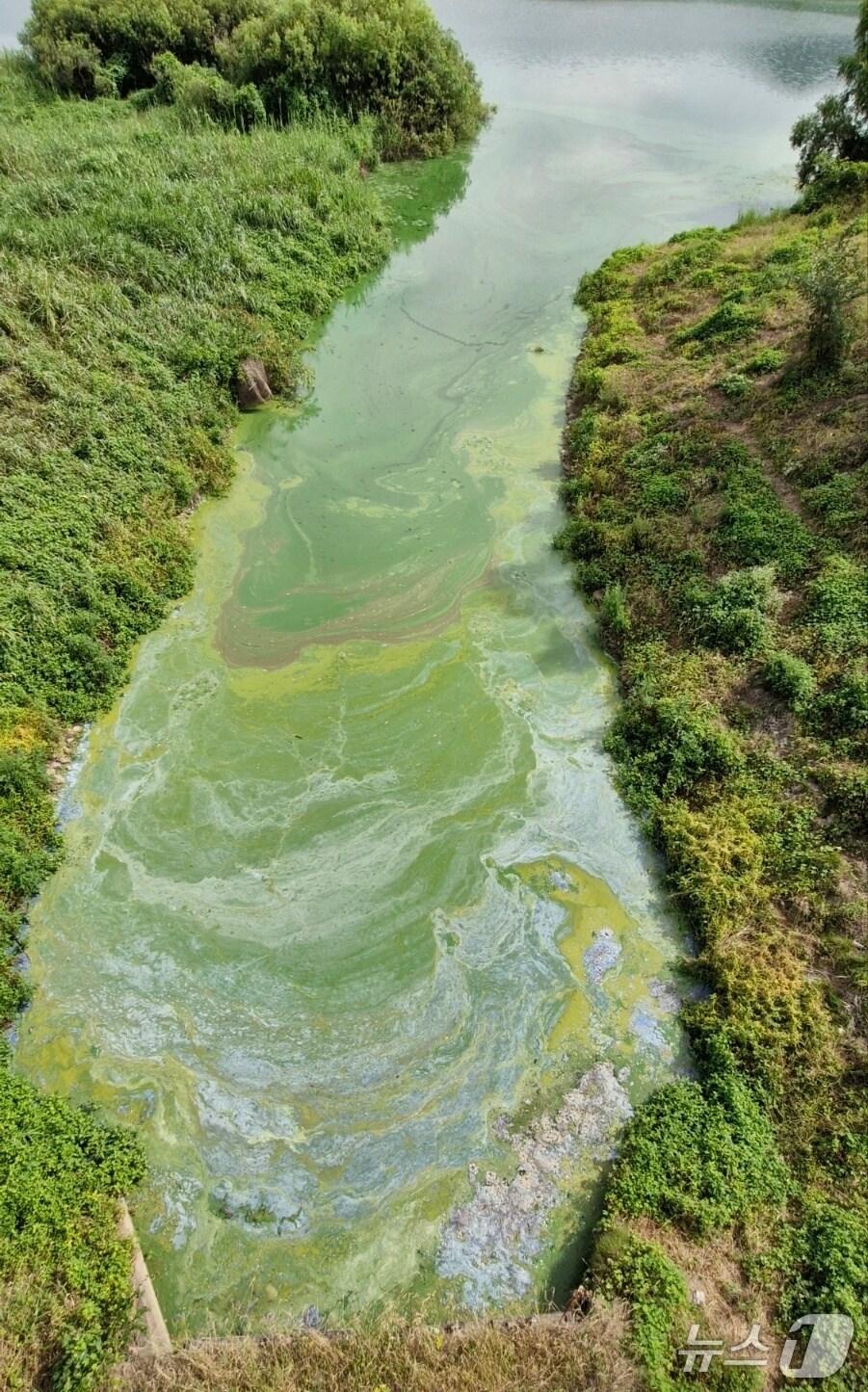 본문 이미지 - 지난 13일 낙동강 함안보 상류에서 촬영한 녹조 모습.&#40;경남환경운동연합 제공. 재판매 및 DB금지&#41;