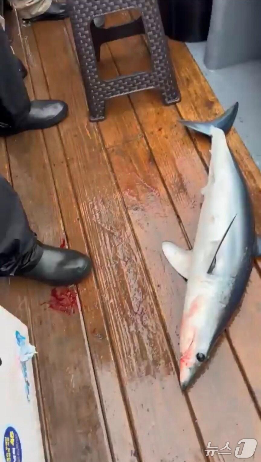 본문 이미지 - 17일 오전 동해 최북단 강원 고성 대진항 인근 해상에서 잡힌 규모 70㎝, 무게 10㎏ 규모 청상아리.(속초해경 제공, 재판매 및 DB 금지)2025.7.17/뉴스1