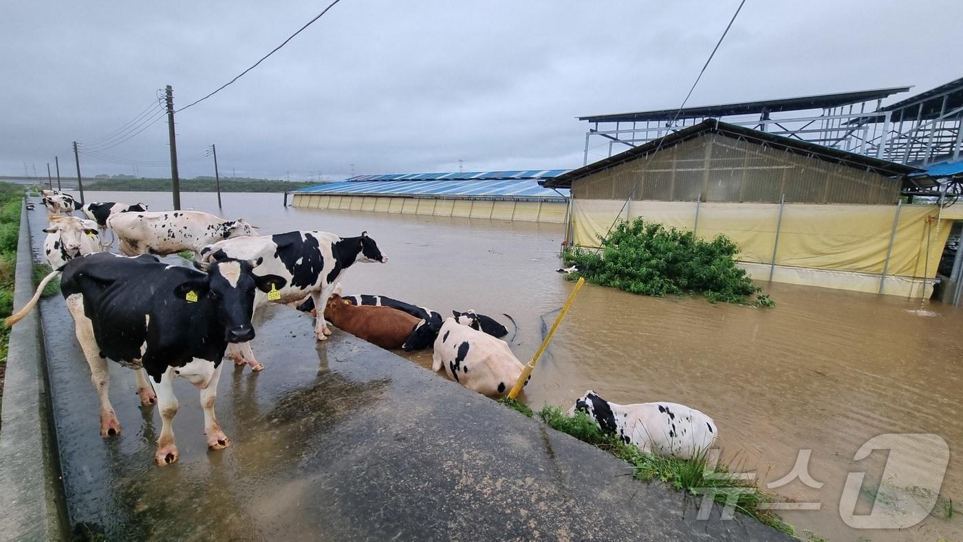 17일 오전 충남 예산군 고덕면 용리에서 하천 범람으로 침수된 축사에서 소들이 대피하고 있다.2025.7.17/뉴스1 ⓒ News1 김기태 기자