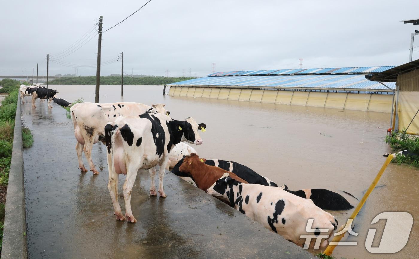 기록적인 폭우가 내린 17일 충남 예산군 고덕면 용리에서 침수된 우사에서 소들이 탈출하고 있다. 2025.7.17/뉴스1 ⓒ News1 김기태 기자