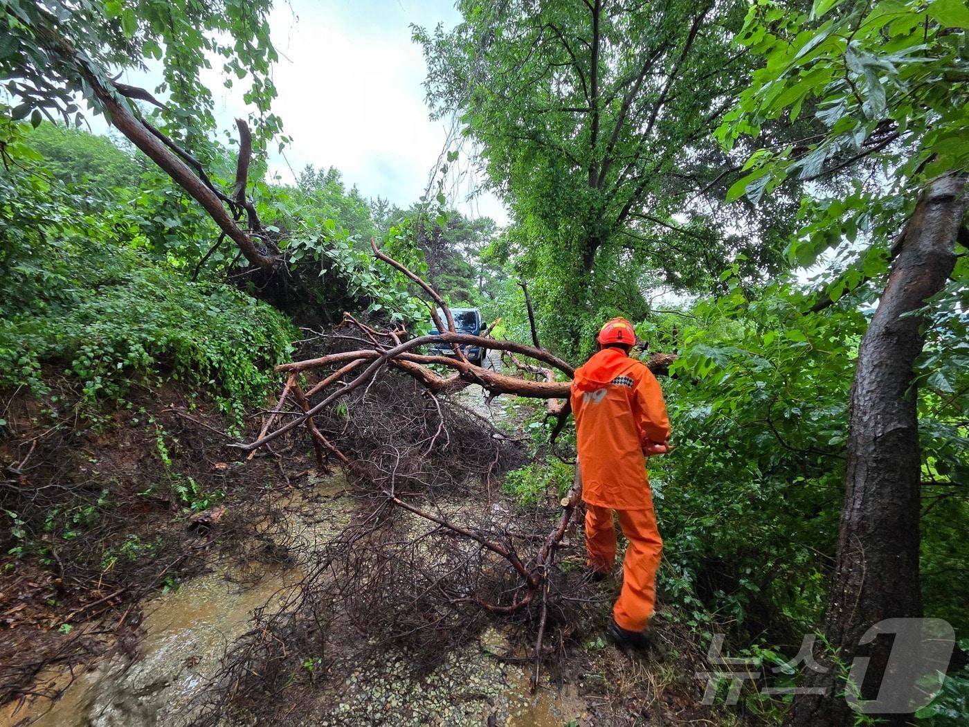 본문 이미지 - 17일 오전 11시 52분께 전북 완주군 고산면 한 야산에 나무가 쓰러져있어 소방대원이 현장 조치에 나서고 있다.&#40;전북 소방 제공. 재판매 및 DB금지&#41; 2025.7.17/뉴스1 ⓒ News1 장수인 기자