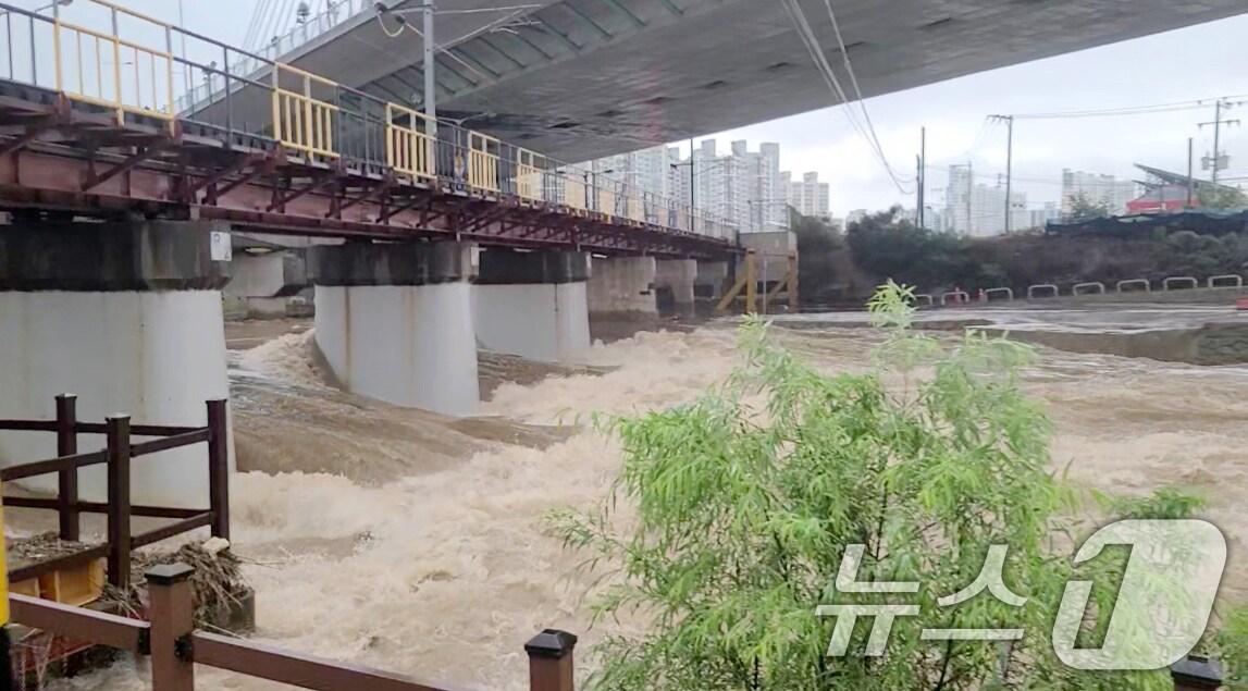 본문 이미지 - 광주에 시간당 80㎜의 극한 호우가 쏟아진 17일 광산구 운남대교에 수위가 높아지고 있다. (광주 광산구 제공. 재판매 및 DB 금지) 2025.7.17/뉴스1 ⓒ News1 이승현 기자