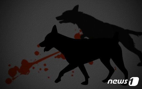 본문 이미지 -  뉴스1 DB