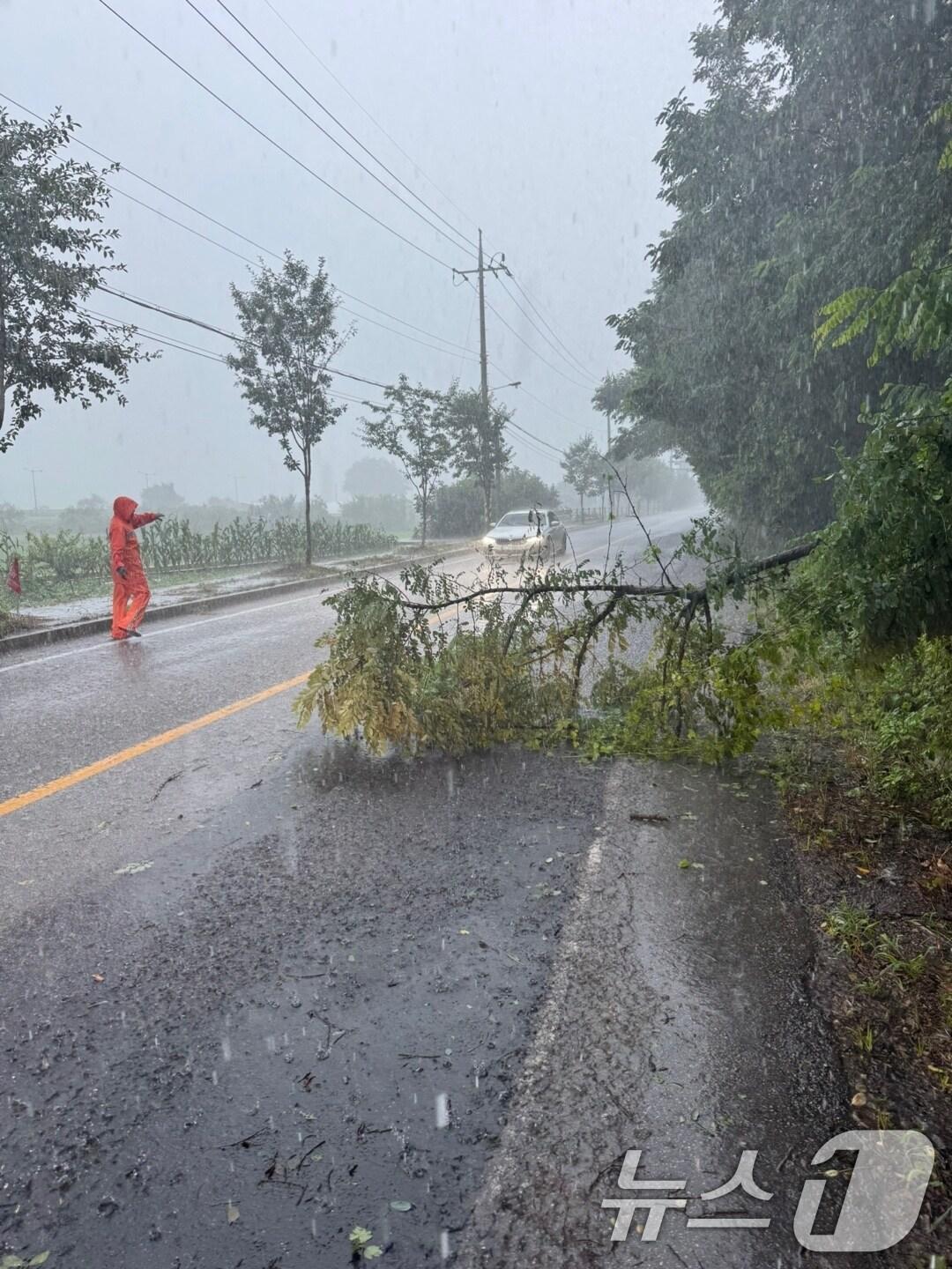 본문 이미지 - 17일 오후 전남 나주시 남평읍에서 집중호우와 강풍으로 인해 나무가 도로로 쓰러져 출동한 소방대원이 차량통제 및 안전조치를 하고 있다. (소방청 제공. 재판매 및 DB 금지) 2025.7.17/뉴스1