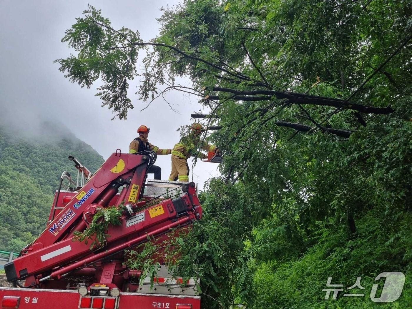 본문 이미지 - 강원 영월군 영월읍 연하리 나무 전도.(강원도소방본부 제공, 재판매 및 DB금지) 