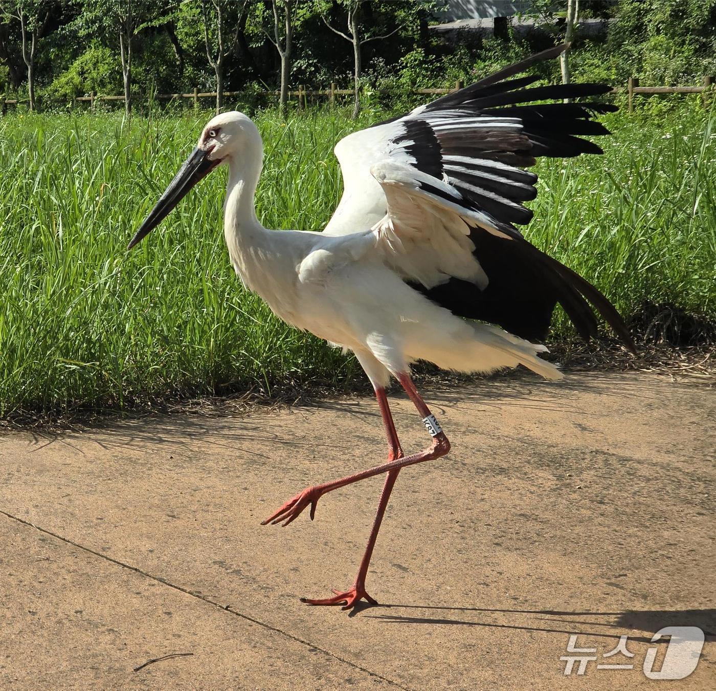 본문 이미지 - 지난 5월 22일 예산황새공원 사회화 사육장에서 구조된 야생 황새 치료 후 회복된 황새 모습.
