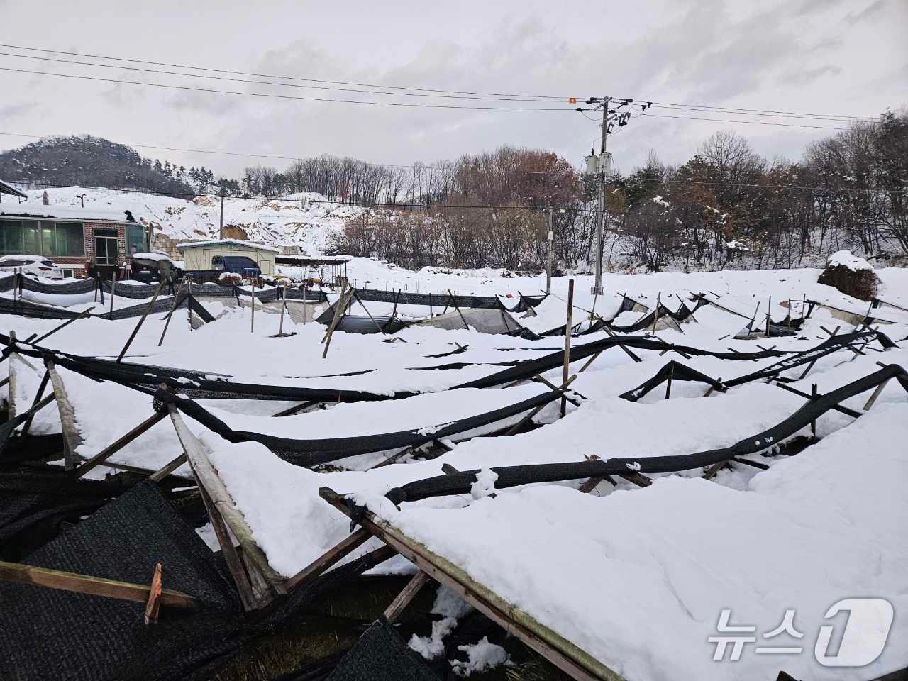 본문 이미지 - 지난해 폭설피해를 입은 경기지역 친환경농가.(경기도 제공. 재판매 및 DB금지)