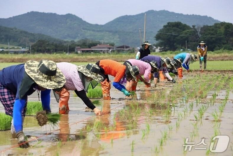 본문 이미지 - 전북 정읍시가 로컬푸드 직매장 참여 농가 수수료 지원에 나선다.&#40;정읍시 제공. 재판매 및 DB금지&#41;/뉴스1 