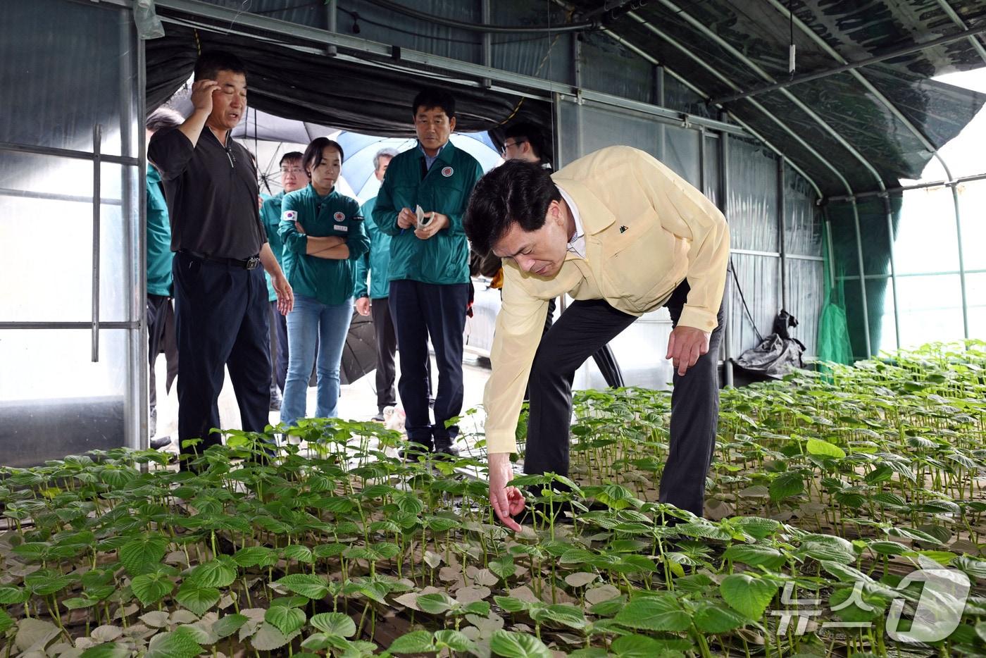 안병구 밀양시장이 18일 부북면 가산리의 호우 피해 농가를 방문해 피해 상황을 확인하고 있다.&#40;밀양시 제공. 재판매 및 DB금지&#41;