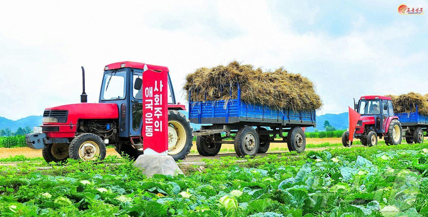 (평양 노동신문=뉴스1) = 북한 노동당 기관지 노동신문은 2일 날씨 조건으로 인해 밀, 보리 가을(수확)이 지난 시기 보다 늦게 시작됐다며 "지금도 때없이 내리는 비는 올곡식 수확에 난관을 조성하고 있다＂고 보도했다. 신문은 ＂올곡식 농사 결속을 늦잡아서는 절대로 안된다＂고 당부했다. 사진은 평성시 백송농장. [국내에서만 사용가능. 재배포 금지. DB 금지. For Use Only in the Republic of Korea. Redistribution Prohibited] rodongphoto@news1.kr