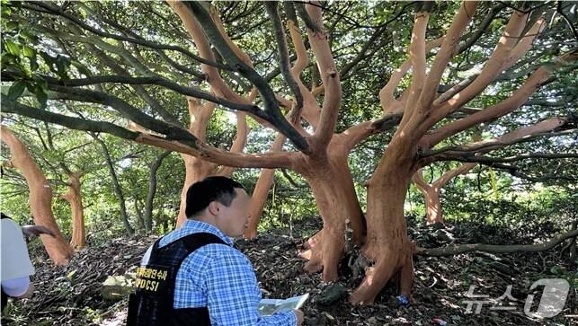 본문 이미지 - 제주 서귀포시 표선면 성읍리 임야에서 발견된 껍질이 벗겨진 후박나무.(제주도자치경찰단 제공. 재판매 및 DB 금지)