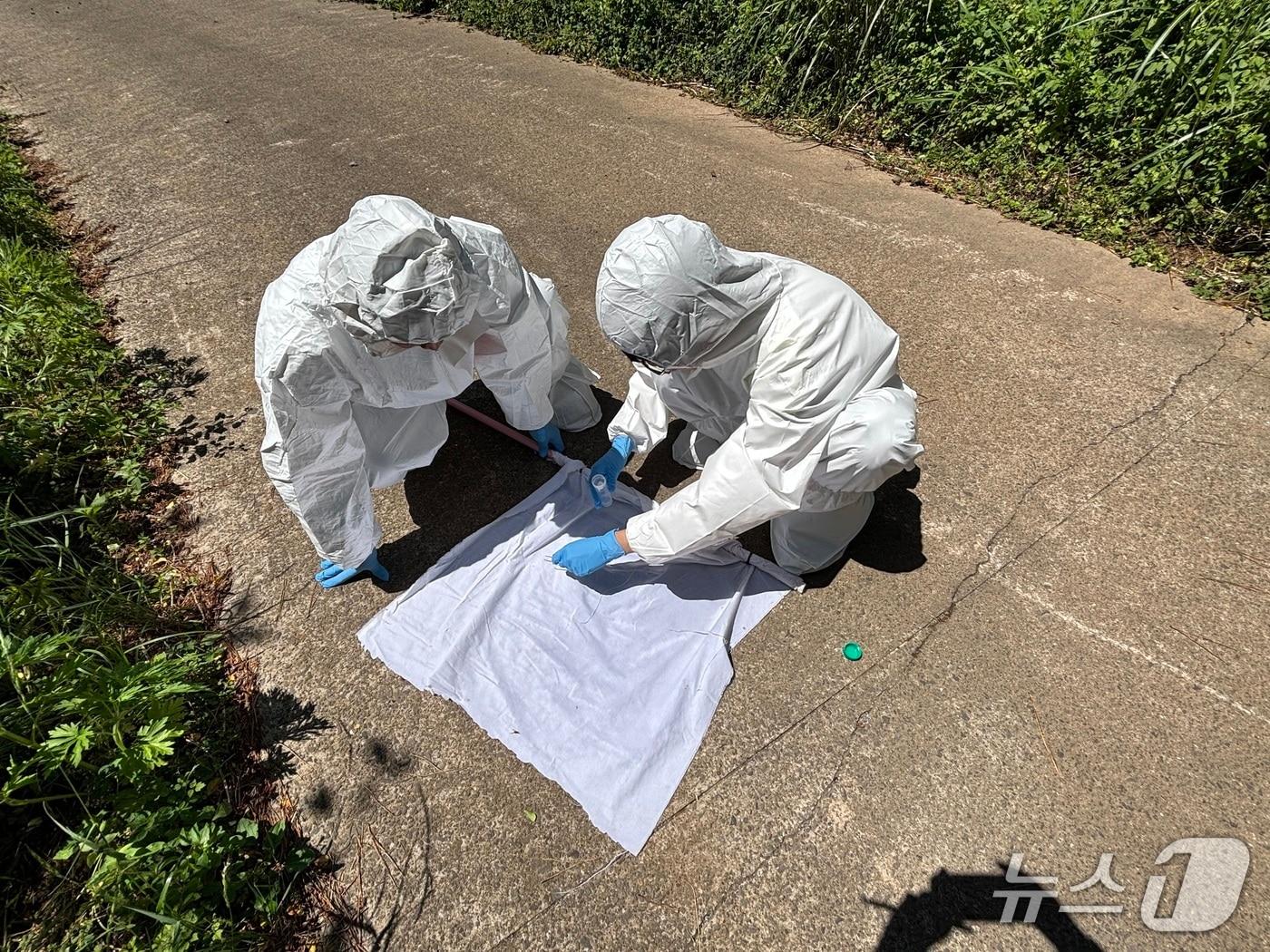 본문 이미지 -  진드기 밀도조사(서귀포시 제공)/뉴스1