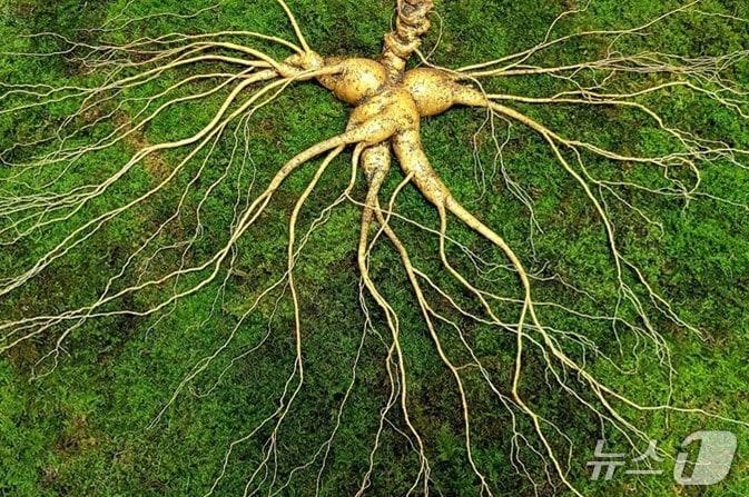 본문 이미지 - 수령 150년 희귀산삼.(충북대학교 제공. 재판매 및 DB 금지)/뉴스1