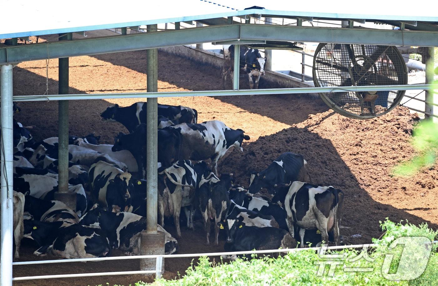 전국적으로 무더위가 기승을 부린 2일 경남 함안군 법수면 한 축사에서 젖소들이 대형 선풍기 바람을 쐬며 더위를 식히고 있다. 2025.7.2/뉴스1 ⓒ News1 윤일지 기자