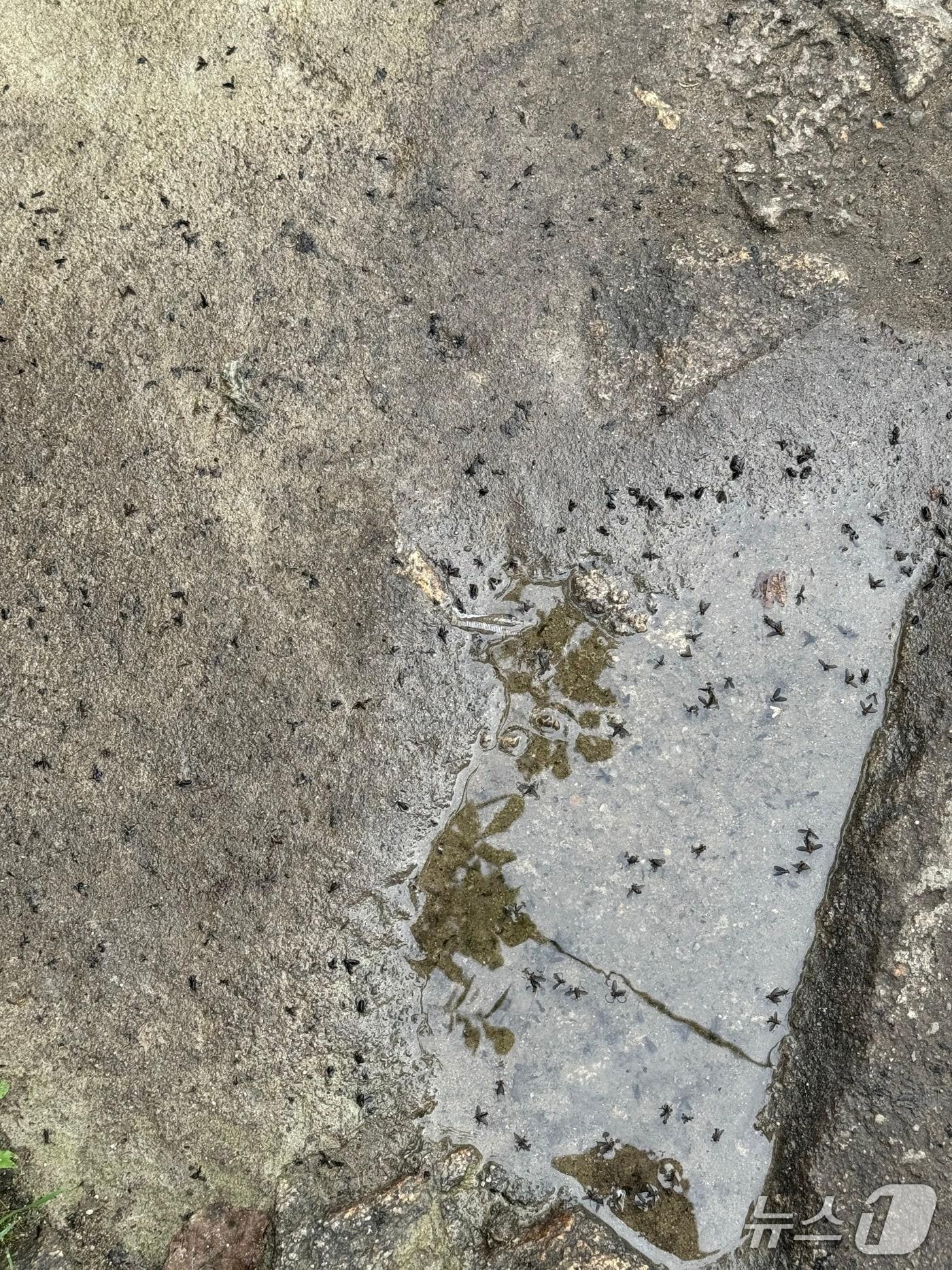 본문 이미지 - 2일 오전 서울 관악구 관악산의 한 바위에 러브버그가 출몰한 모습. 2025.07.02/ ⓒ 뉴스1 권준언 기자