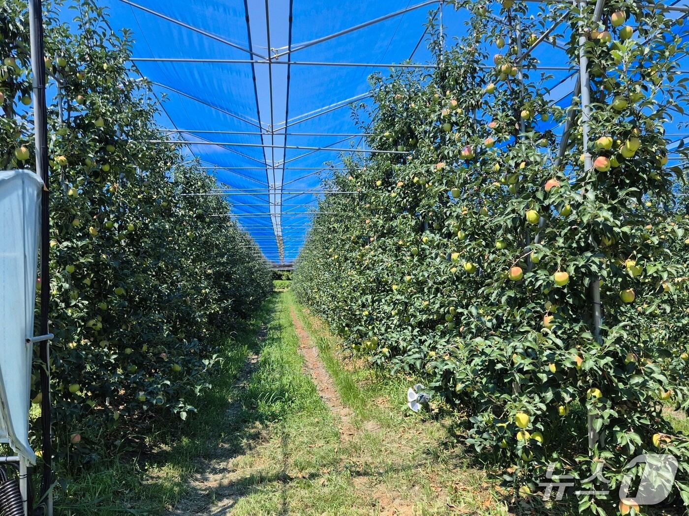 본문 이미지 - 전북 무주군이 총사업비 1억원을 투입해 &#39;햇빛 차단망 보급 시범사업&#39;을 추진하고 있다.&#40;무주군 제공. 재판매 및 DB금지&#41;