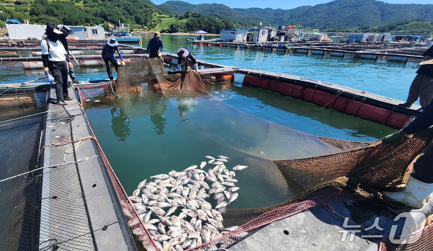 과거 고수온 피해를 입은 양식장 모습.(전남도 제공. 재판매 및 DB금지) 2025.7.2/뉴스1