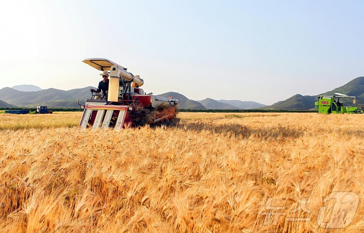 &#40;평양 노동신문=뉴스1&#41; = 북한 노동당 기관지 노동신문은 20일 &#34;위대한 조선로동당이 펼친 농촌진흥의 새시대에 나라의 농업생산방향이 전환되는 대변혁이 일어나고 지속적이며 안정적인 장성을 담보하는 물질 기술적 토대가 더욱 강화되고 있다＂고 보도했다. [국내에서만 사용가능. 재배포 금지. DB 금지. For Use Only in the Republic of Korea. Redistribution Prohibited] rodongphoto@news1.kr