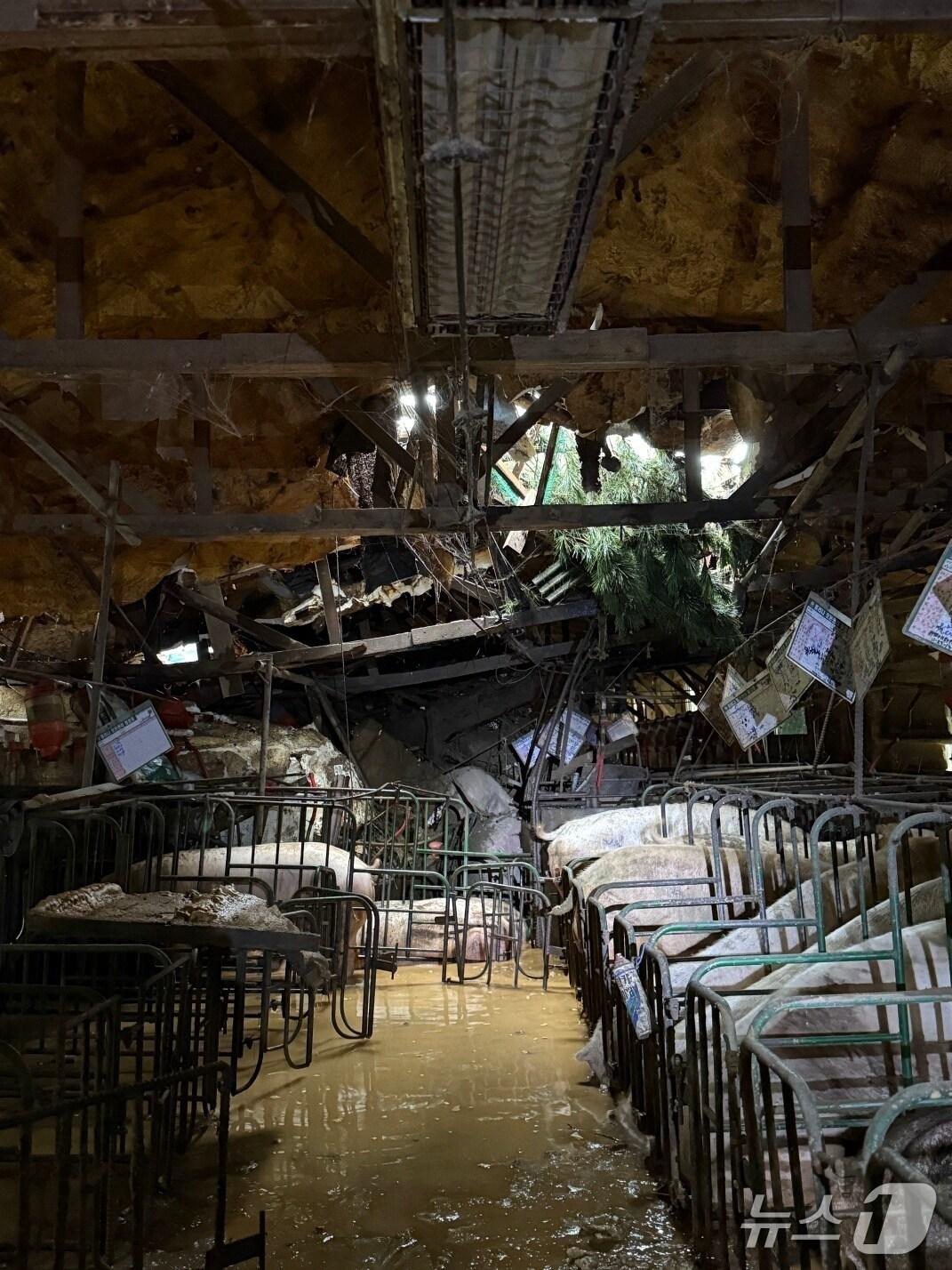 본문 이미지 - 포천시 창수면 양동농장이 집중호우로 피해를 입은 모습.