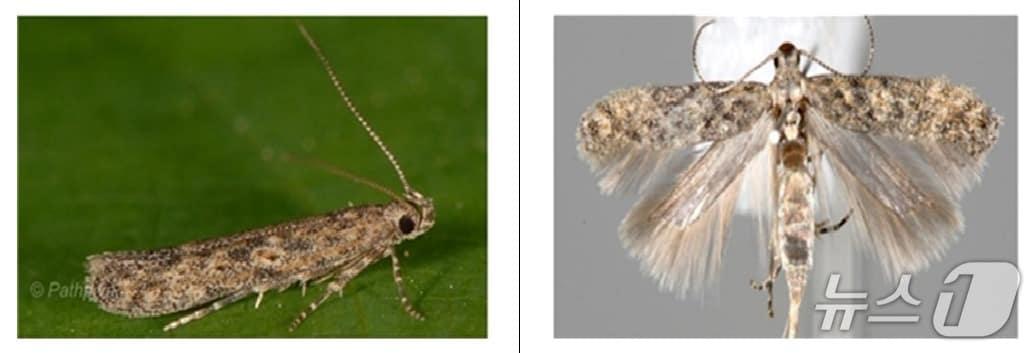 본문 이미지 - 토마토뿔나방 성충.(부산시 제공. 재판매 및 DB 금지)