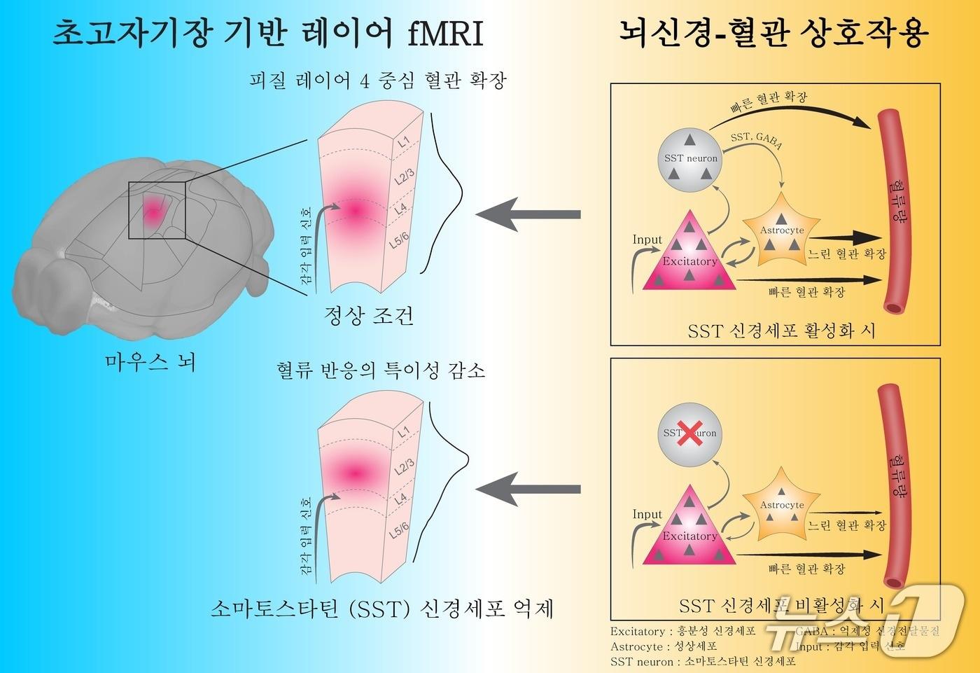 사진은 소마토스타틴 신경세포가 매개하는 뇌혈관 반응의 공간 특이성. &#40;기초과학연구원 제공. 재판매 및 DB금지&#41;2025.7.21/뉴스1