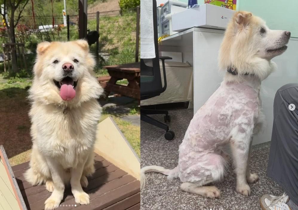 본문 이미지 - (인스타그램 갈무리)