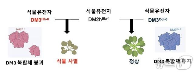 본문 이미지 - DM3 단백질 복합체 붕괴 시 식물 자가면역 유발 메커니즘 규명. (KAIST 제공. 재판매 및 DB금지)2025.7.21/뉴스1