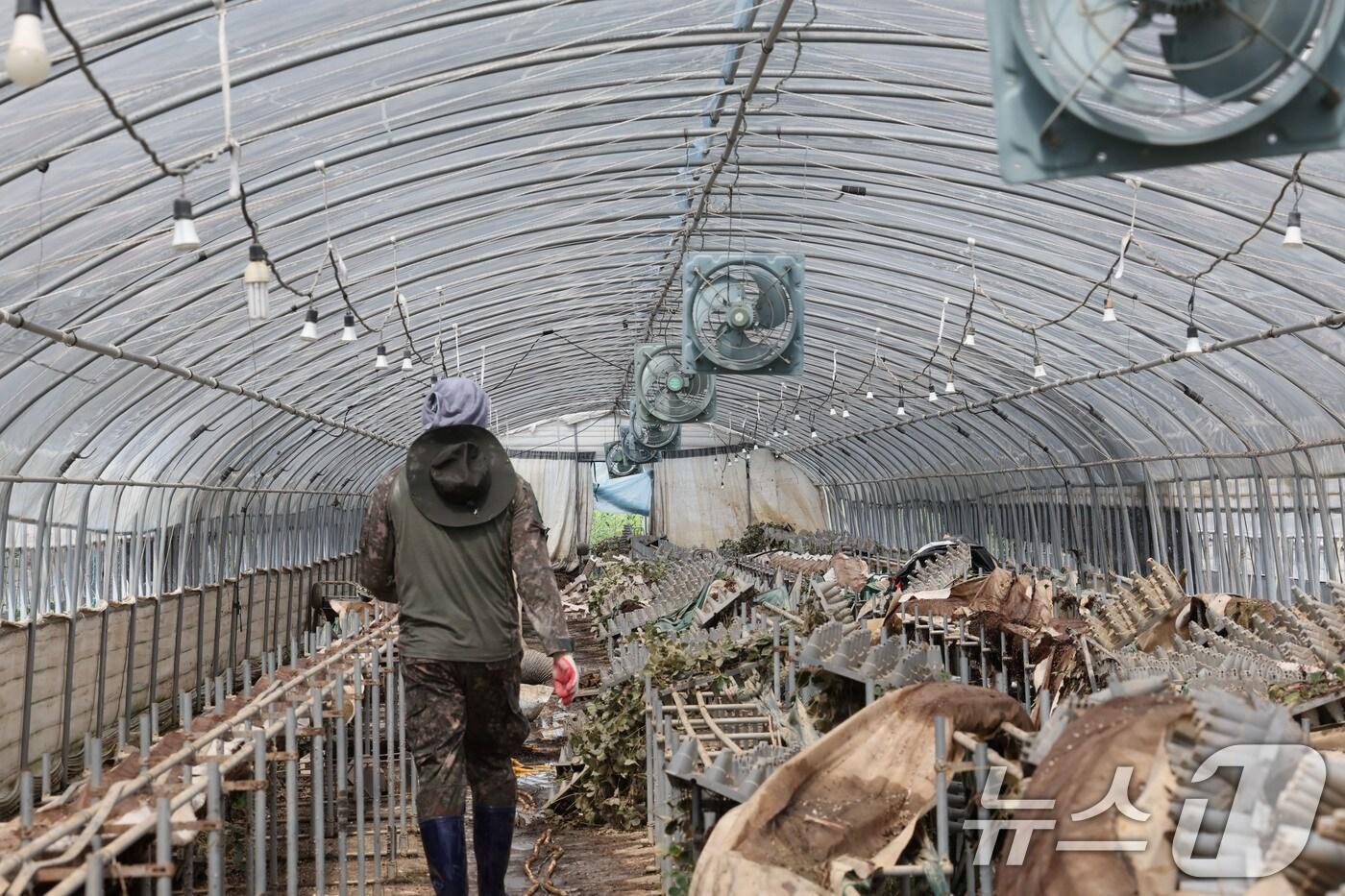 21일 광주 북구 용강동의 한 딸기 집하장에서 군장병들이 집중호우로 피해 본 하우스 내부를 정리하고 있다. 2025.7.21/뉴스1 ⓒ News1 박지현 기자