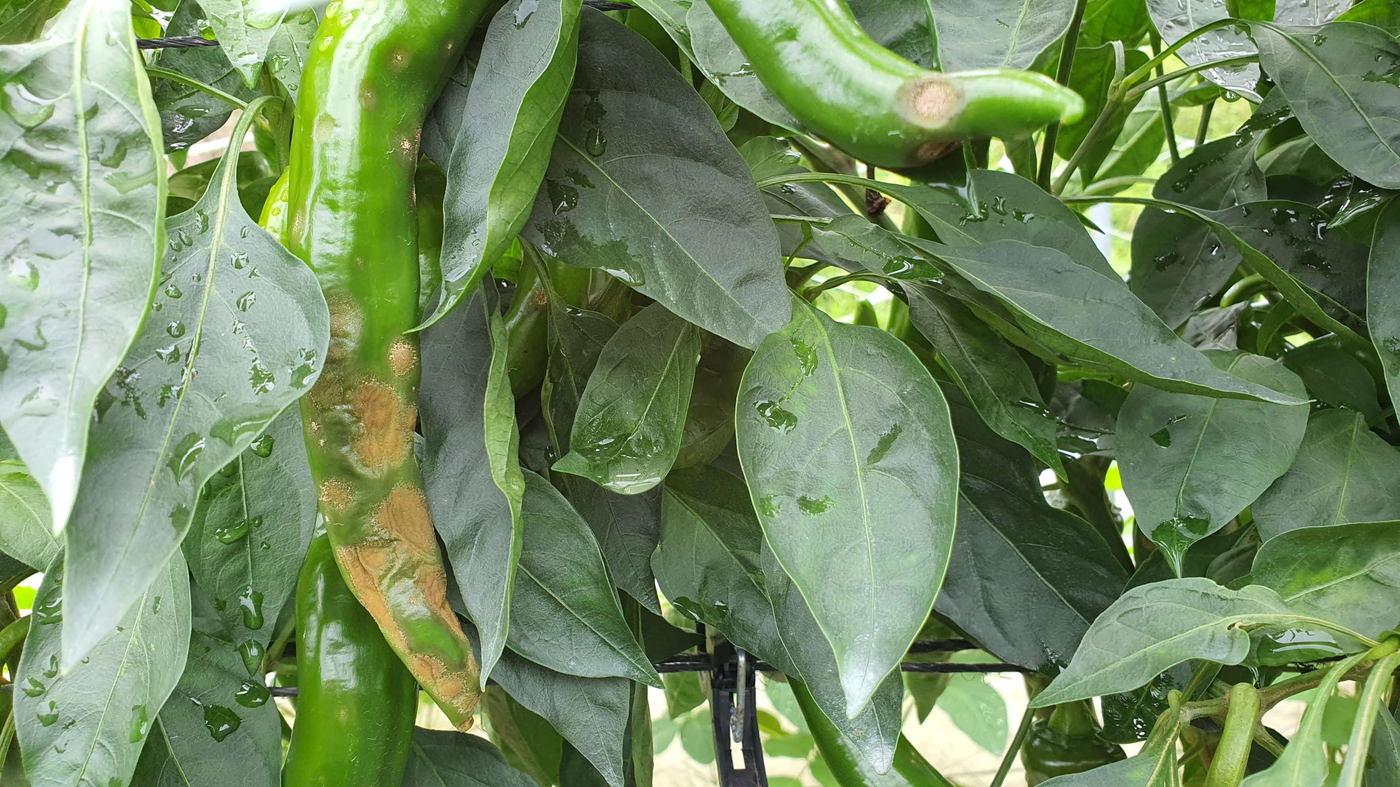 탄저병이 발생한 고추.(서천군 제공. 재판매 및 DB금지)/뉴스1 