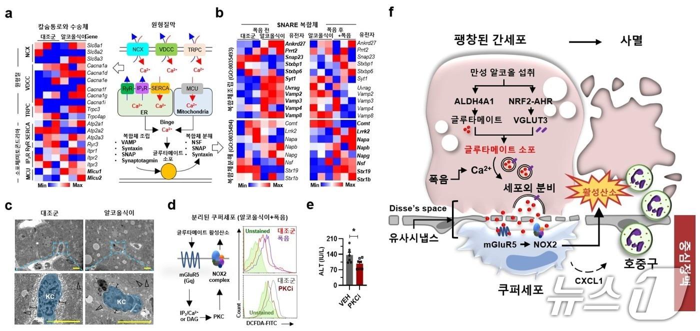 폭음에 의해 유도되는 글루타메이트 신호 경로를 통한 간세포-쿠퍼세포 간 상호작용과 알코올성 간질환 발병 기전(가톨릭대학교 여의도성모병원 제공)