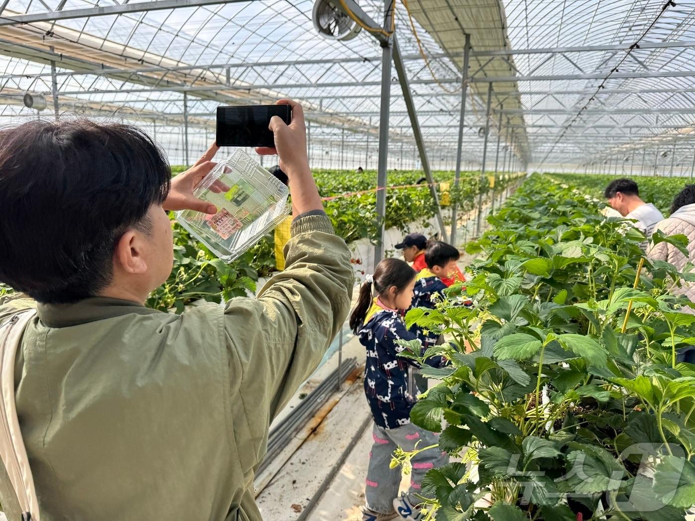 본문 이미지 - 영암군 서울농장 체험 &#40;영암군 제공. 재판매 및 DB금지&#41; /뉴스1 