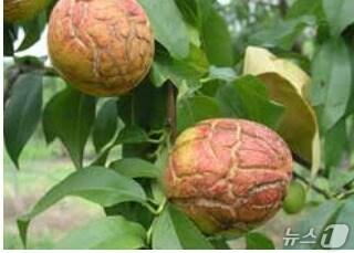 본문 이미지 - 복숭아 열매 터짐 현상.&#40;농진청 제공&#41;