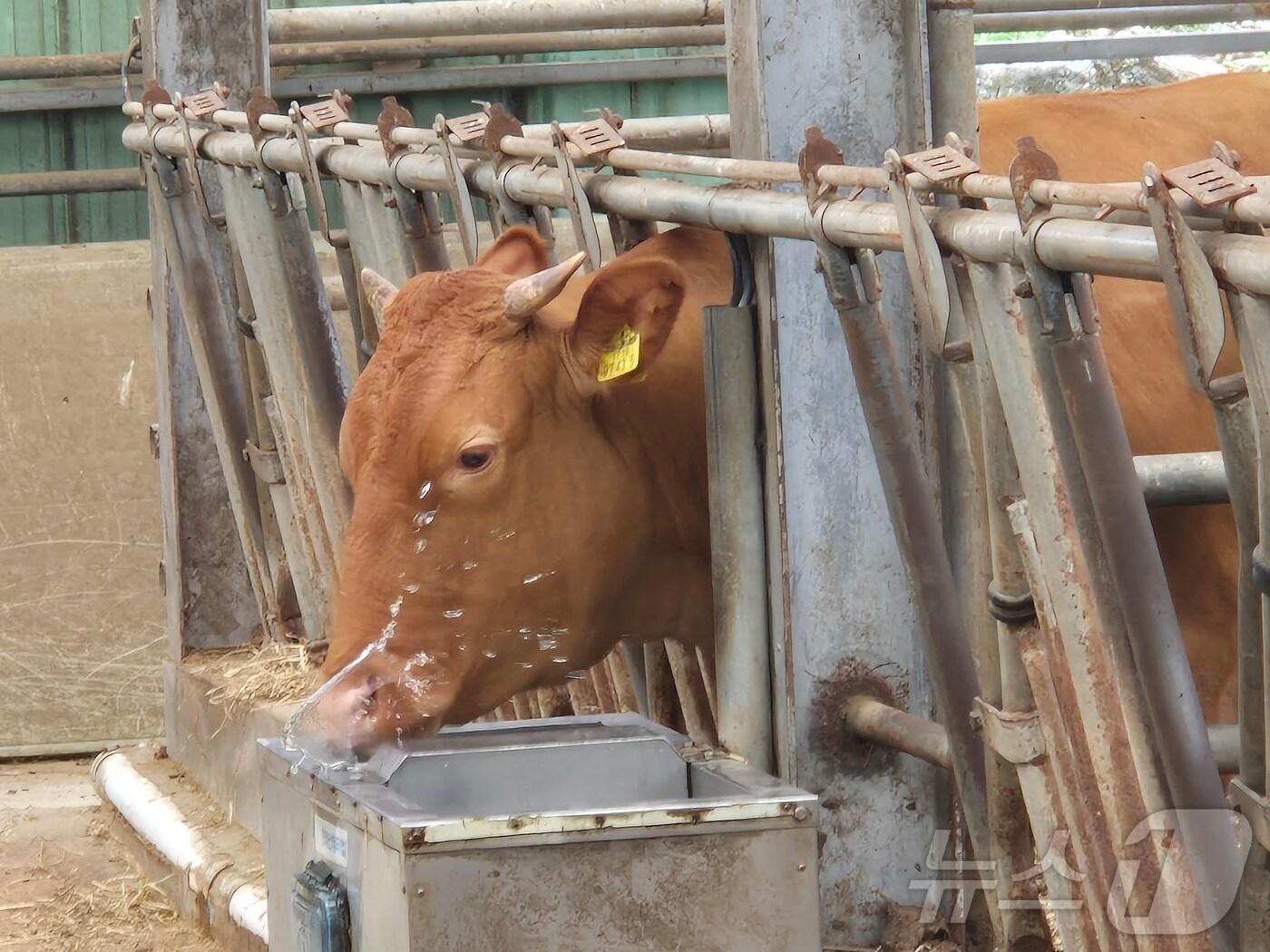 본문 이미지 - 한 축사에서 소가 물을 마시고 있다. 2025.7.21/뉴스1 ⓒ News1 양희문 기자