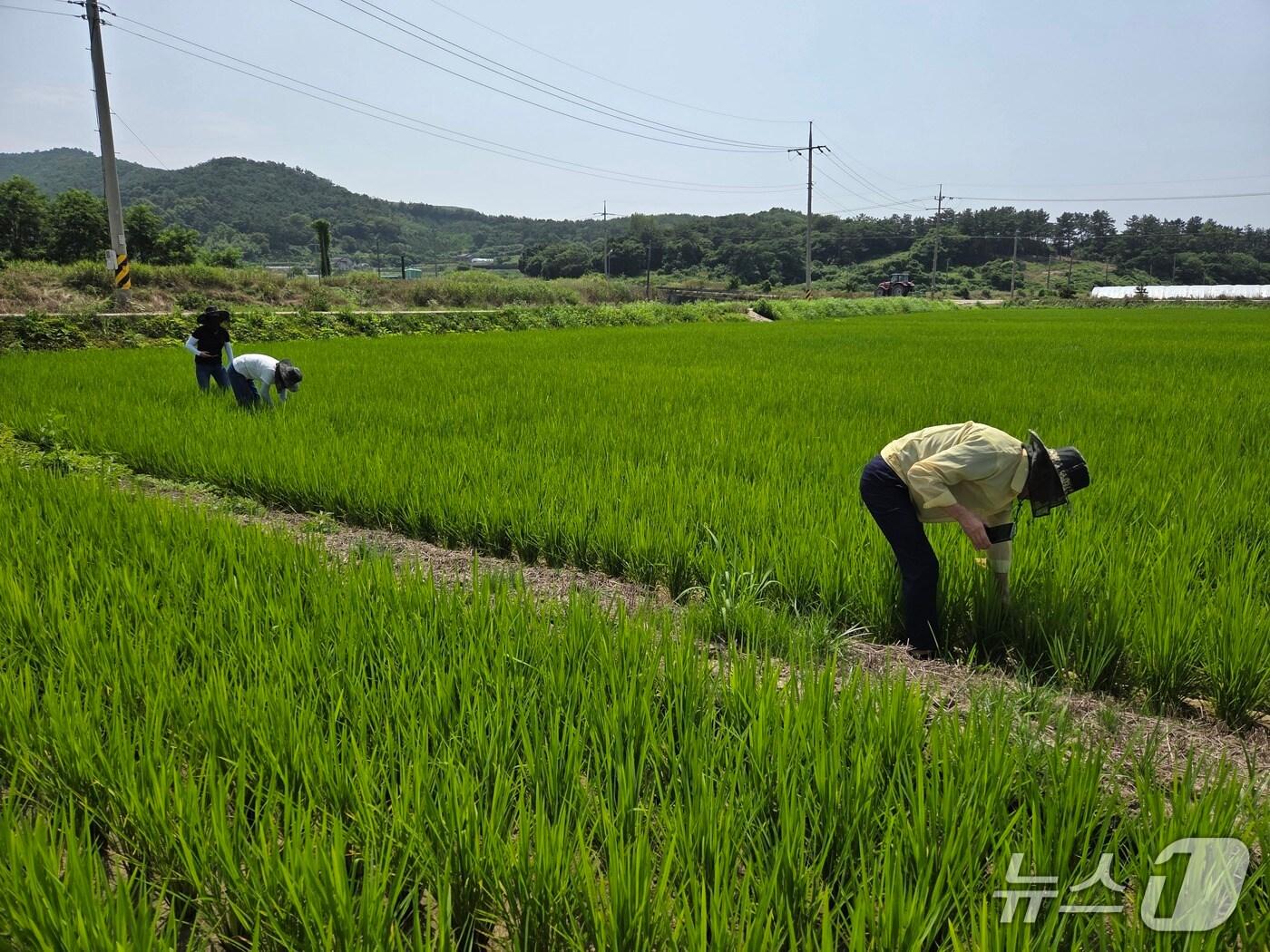 본문 이미지 - 전북 고창군이 지속되는 폭염과 집중호우로 인한 벼 병해충 확산을 막기 위해 총력전을 펼친다.&#40;고창군 제공. 재판매 및 DB금&#41;