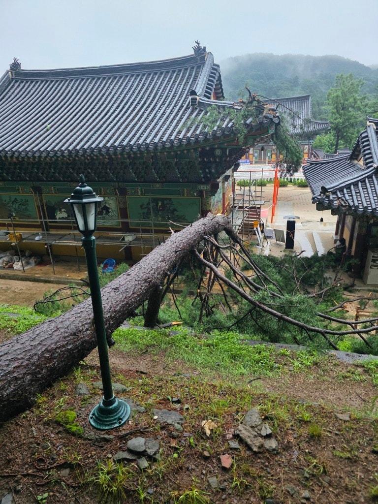 본문 이미지 - 남양주시 봉선사 내 소나무가 쓰러진 모습(국가유산청 제공)