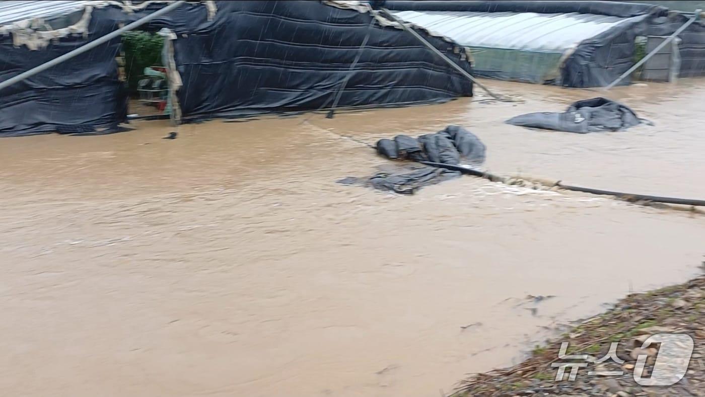지난 19일 내린 폭우로 밀양시 무안면의 손기혁 씨의 시설 하우스가 침수되고 있다.&#40;손기혁 씨 제공. 재판매 및 DB금지&#41;