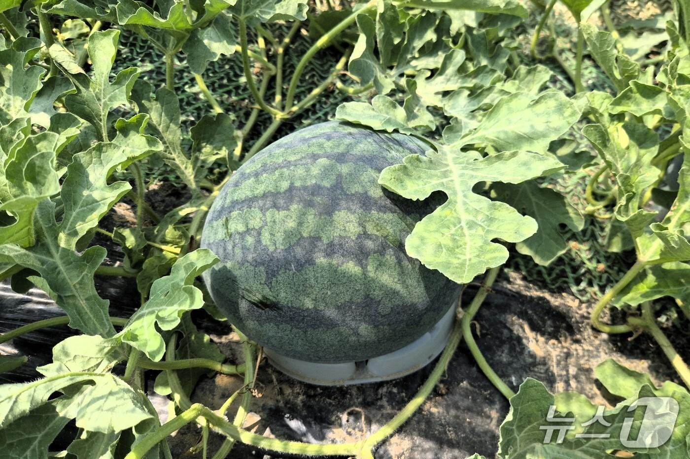 전북 무주에서 생산된 고랭지 흑미 수박.(무주군 제공. 재판매 및 DB금지)