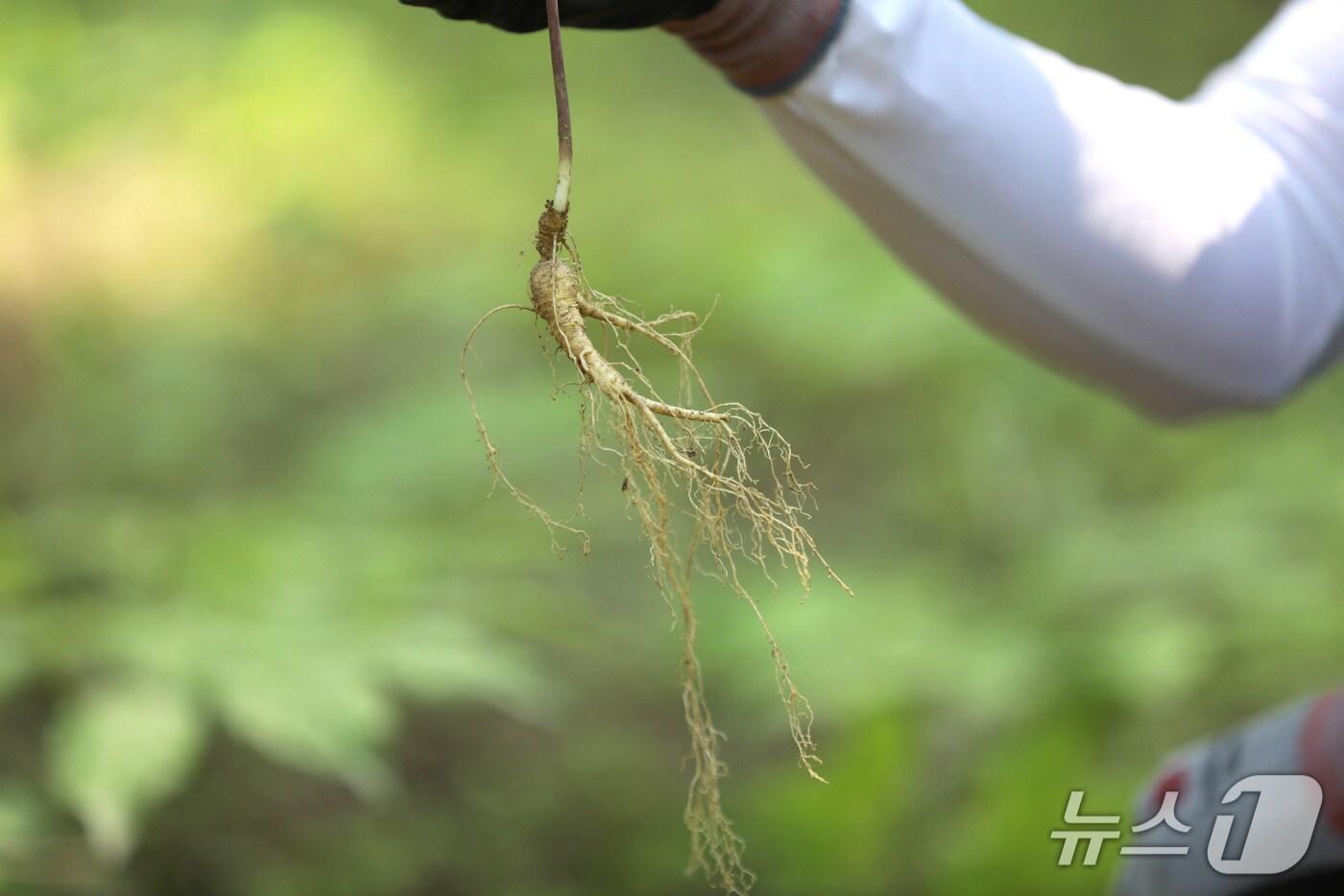 특별관리임산물인 산양삼 (산림청 국립산림과학원 제공.재판매 및 DB금지)/뉴스1
