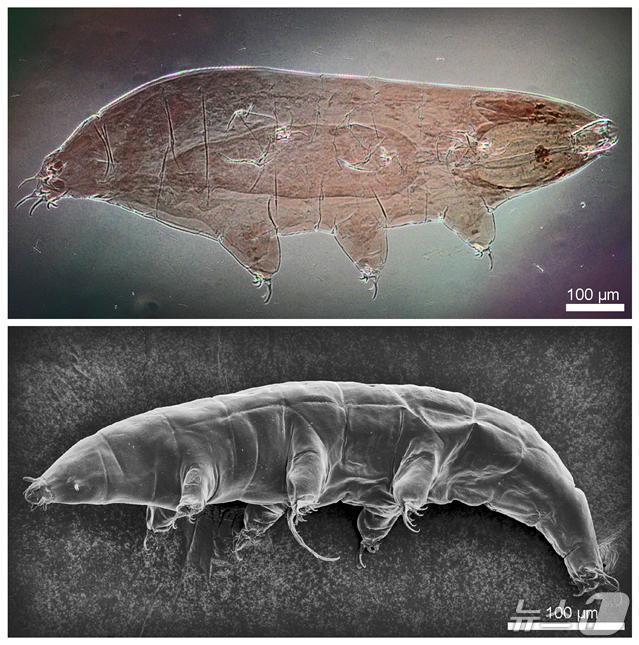 본문 이미지 - 그린란드 완보동물 신종 밀네시움 그란디쿠풀라(극지연구소 제공)