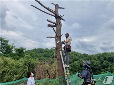 본문 이미지 - 경주경찰서가 농산물 절도 예방을 위해 경작지 주변 등 범죄 취약지역에 이동형 CCTV를 설치했다. (경주경찰서 제공, 재판매 및 DB금자) 2025.7.22/뉴스1 