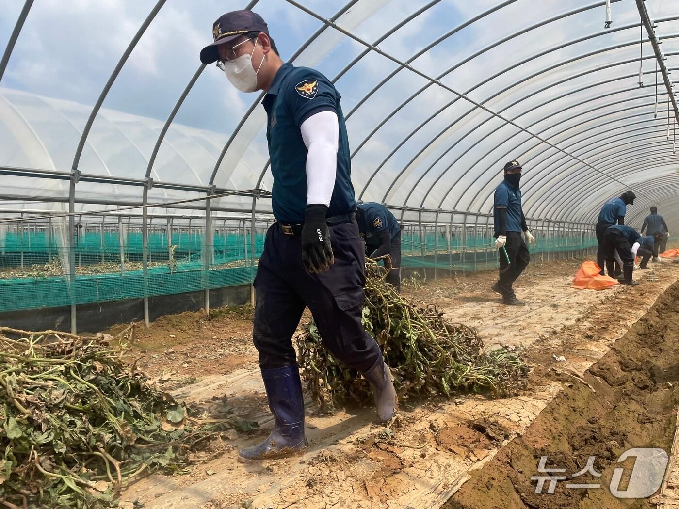 본문 이미지 - 전북경찰청 기동대 한 경찰관이 침수 피해가 발생한 고창군 한 농가에서 수해복구 활동을 하고 있다.(전북경찰청 제공. 재판매 및 DB금지)